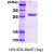 SDS-Page: Hsp70 Protein [NBC1-18359] - Dna K, 27.7kDa (255aa) with a purity of 95% by SDS - PAGE